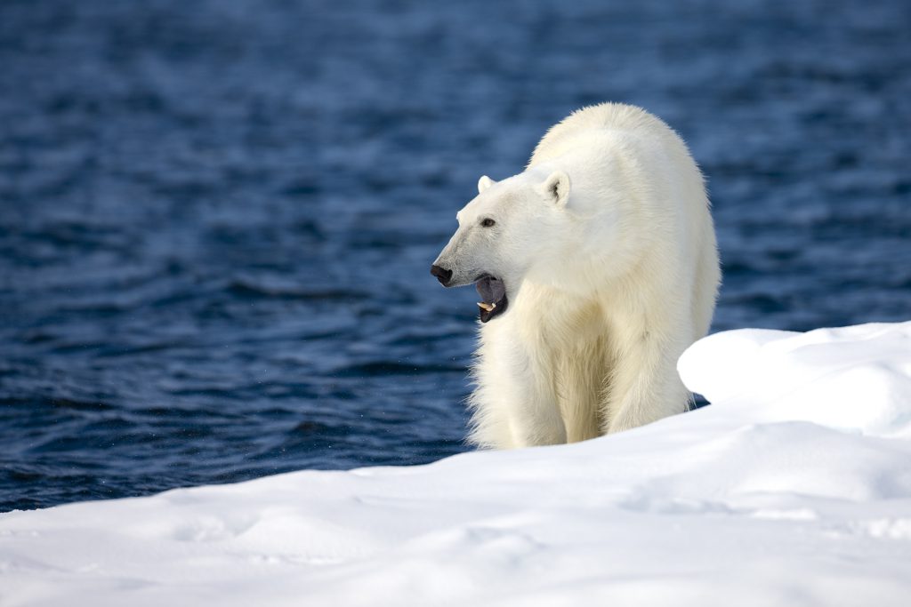 Watch: Polar Bears Are Apparently Hunting Reindeer Now