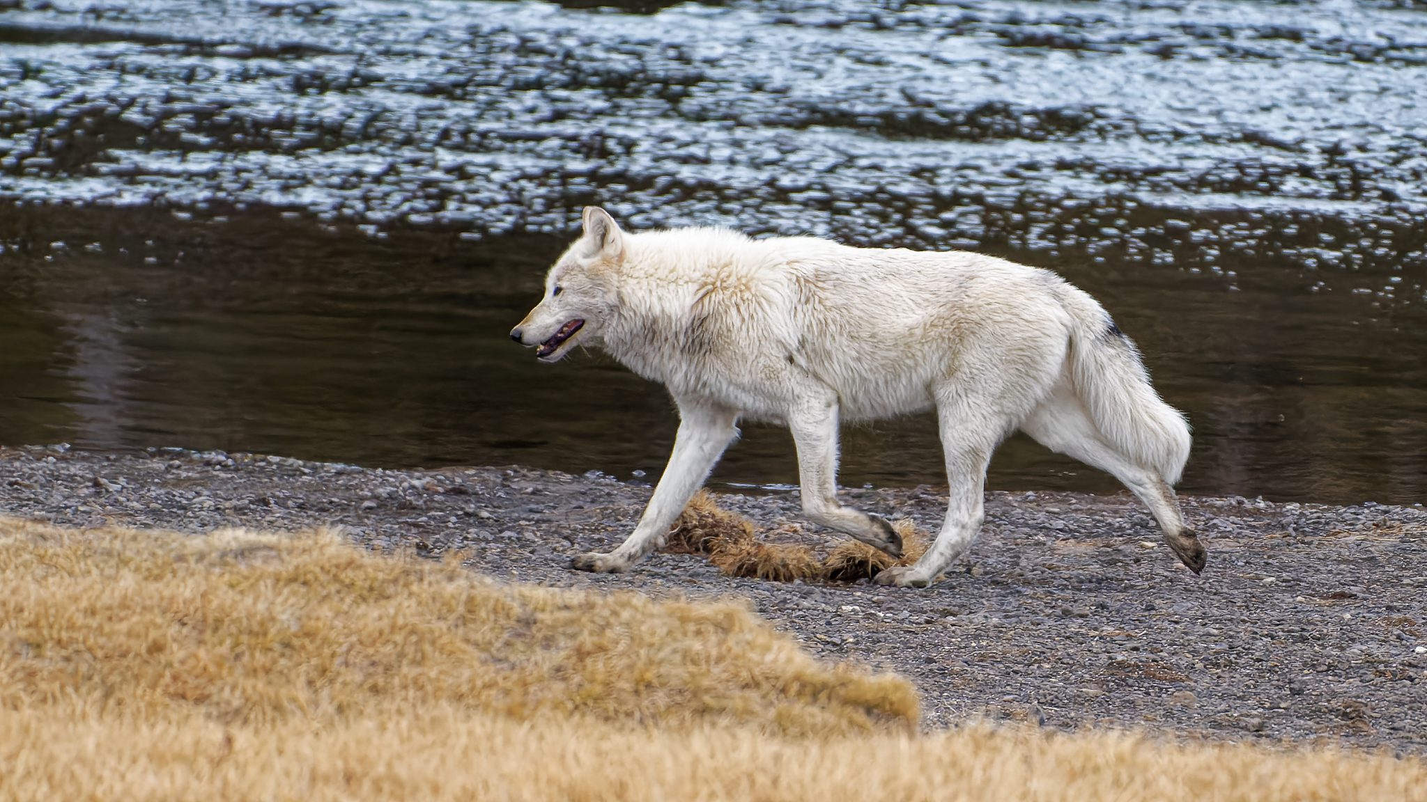 wapiti pack