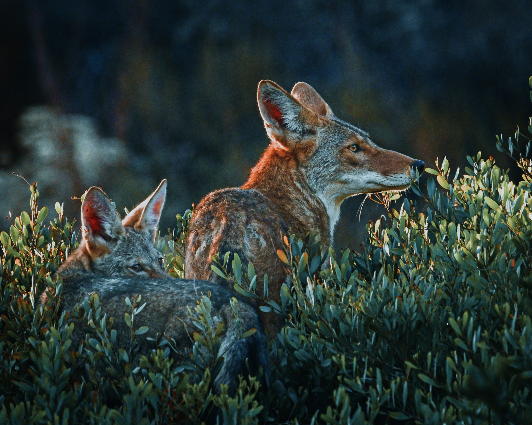 coyote calling contests