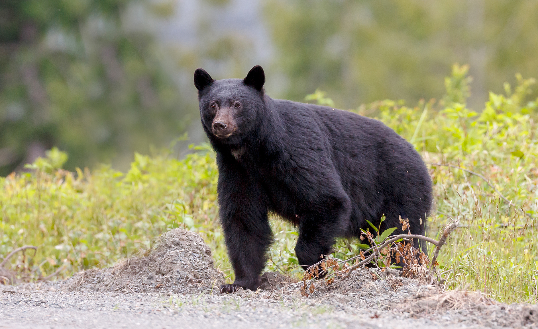north carolina black bear hunting