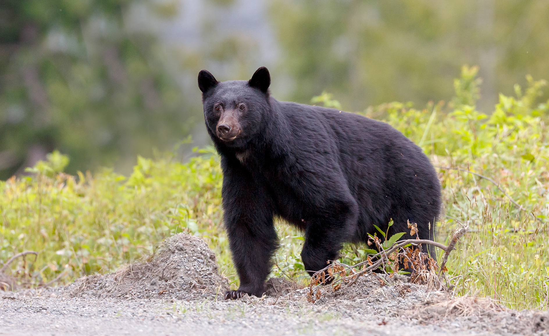 North Carolina Black Bear Hunting May Be Expanded to 3 Sanctuaries