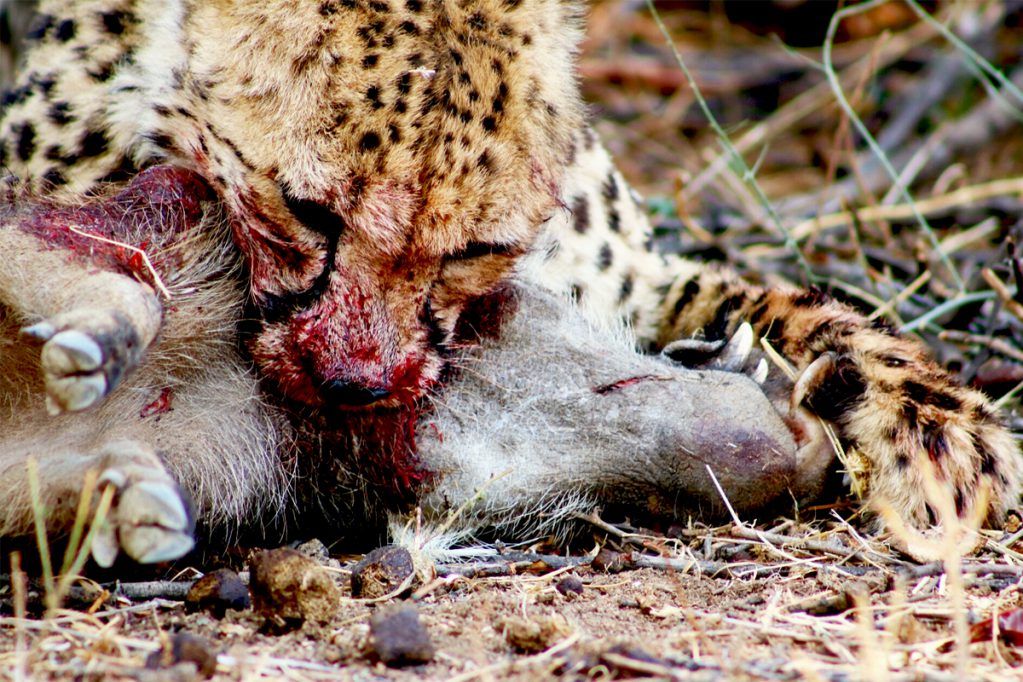cheetah kill