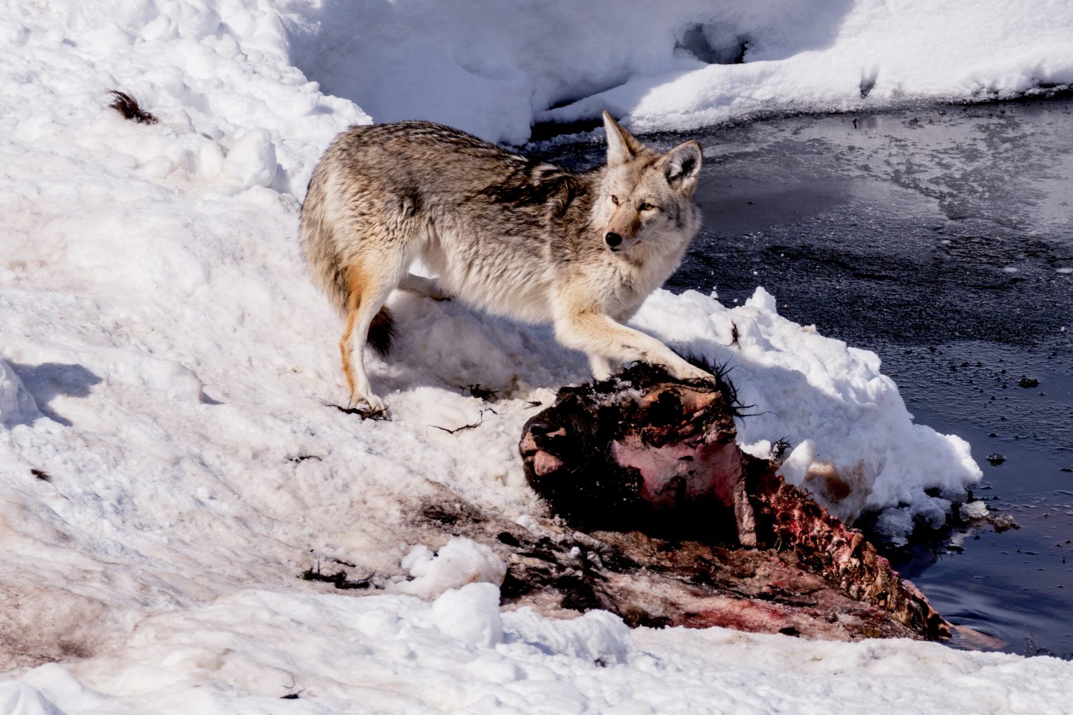 Wild Hunting Tactics: How 7 Apex Predators Do What They Do Best