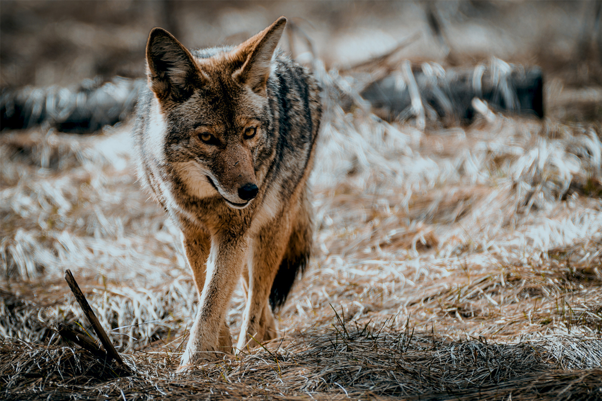 coyote calling contests