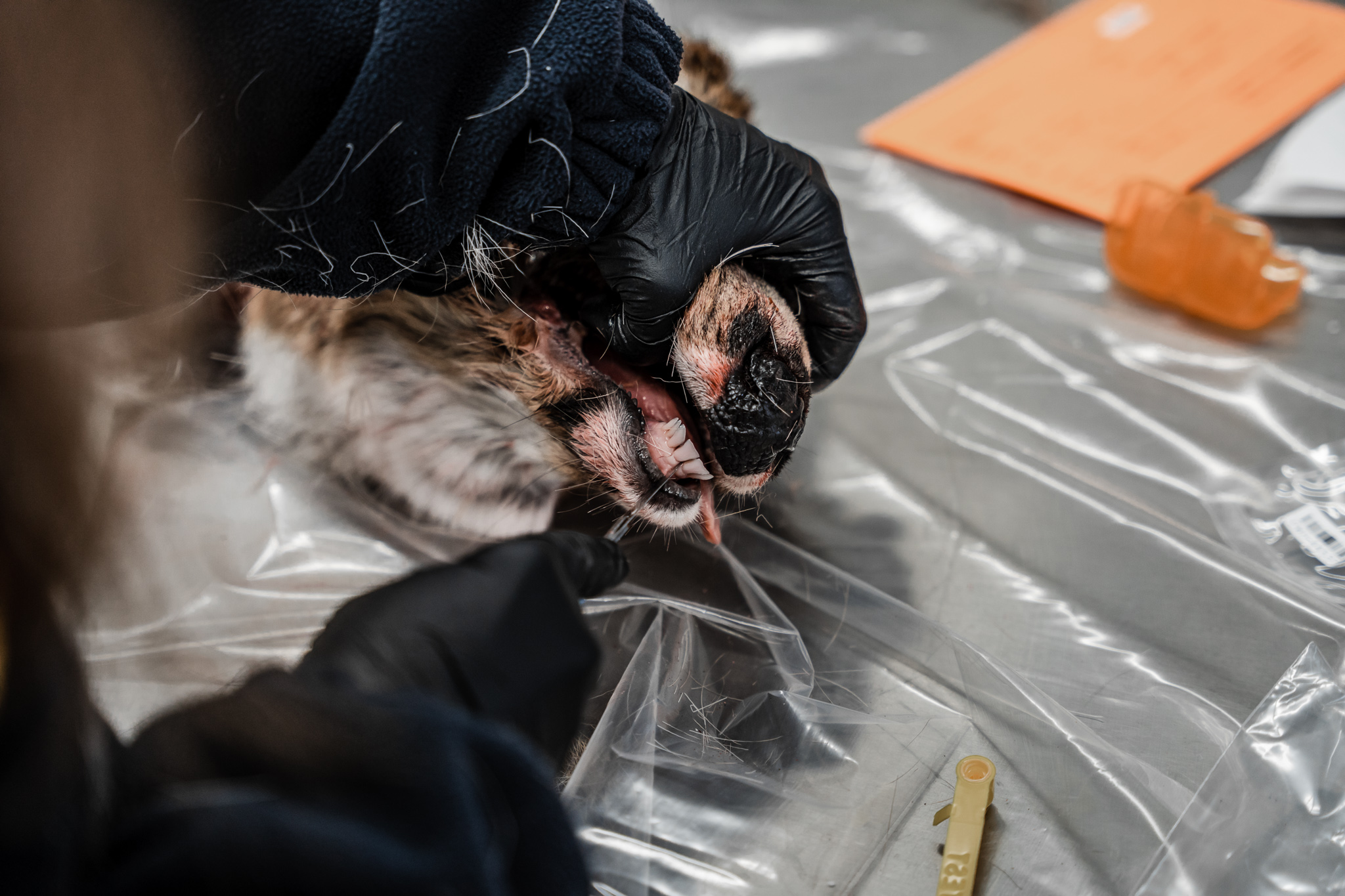 extracting a deer tooth