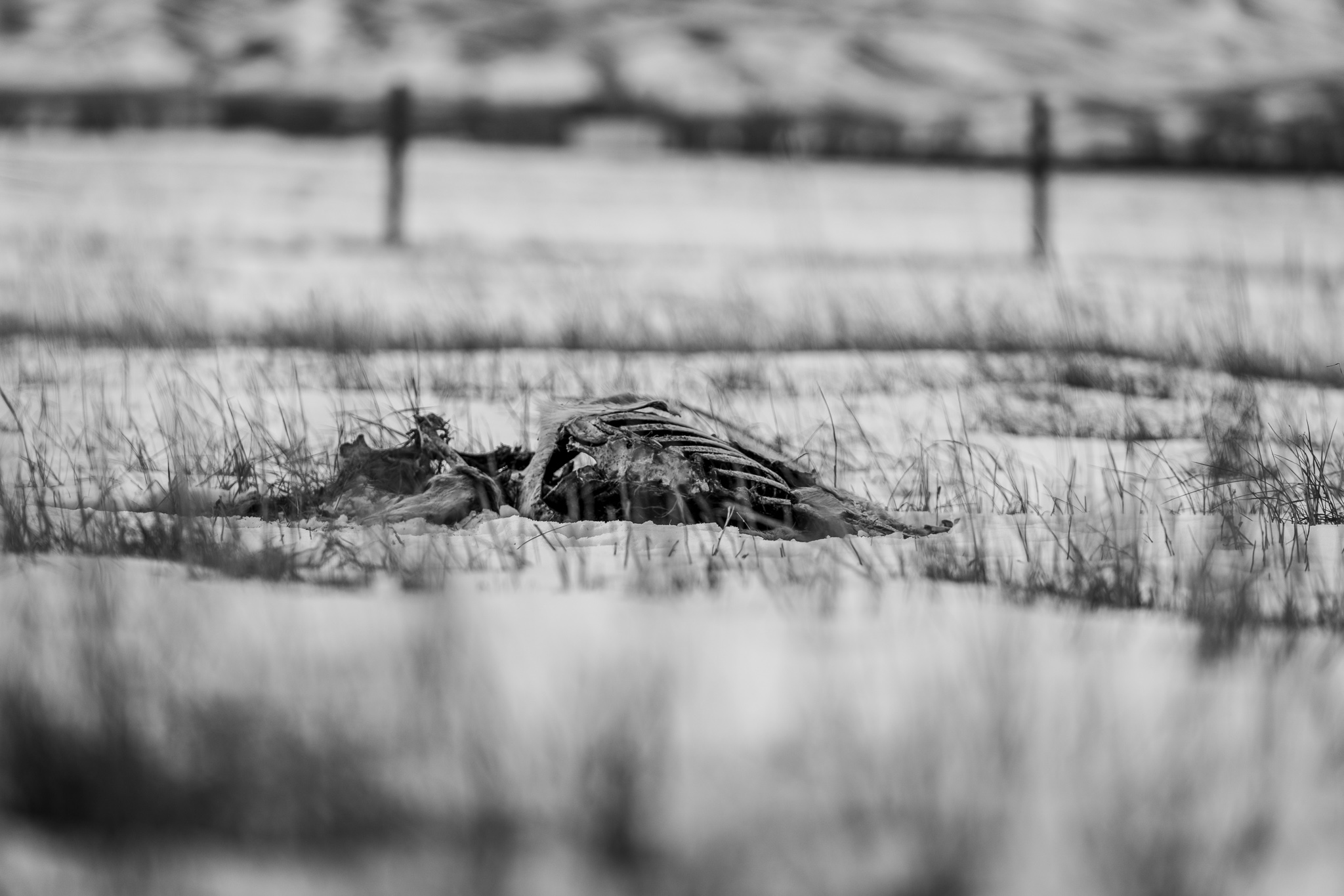 zombie deer carcass