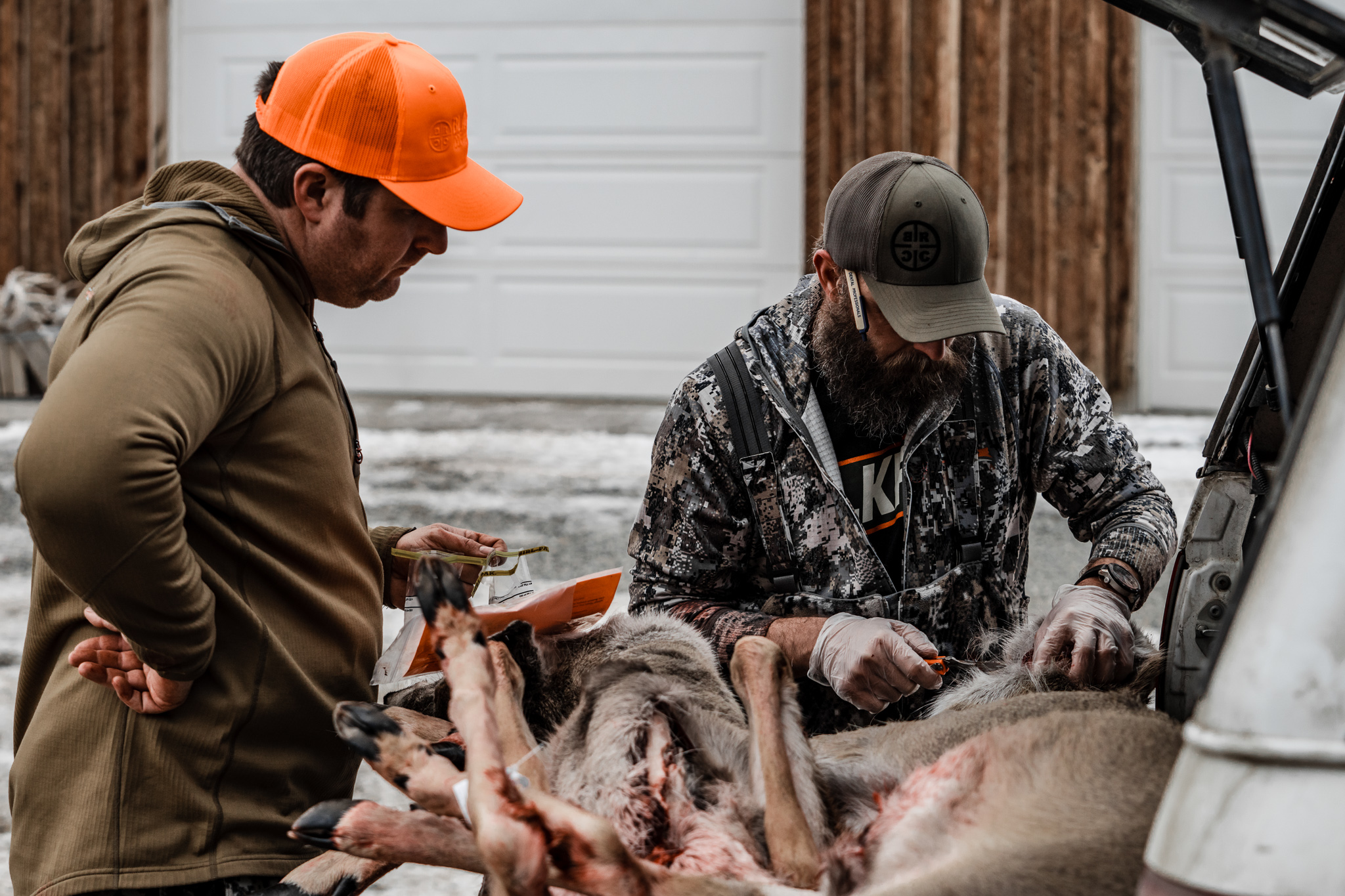 zombie deer CWD montana