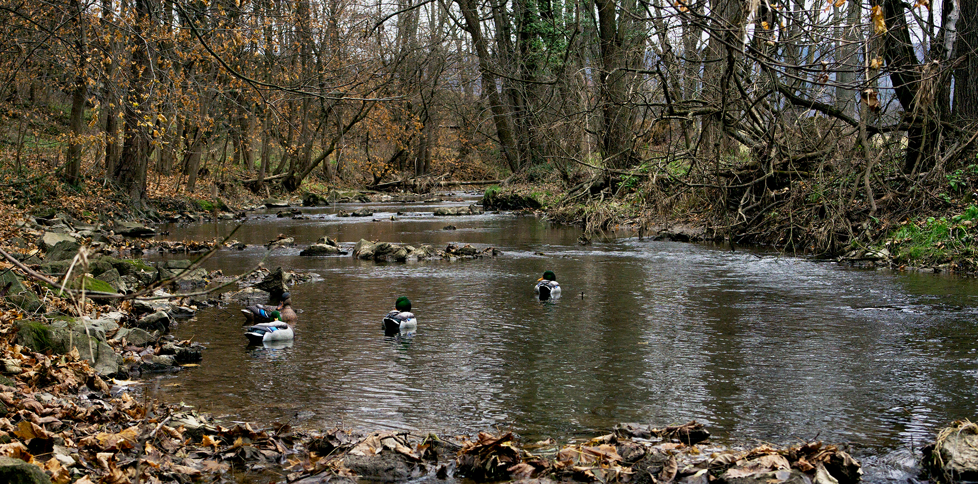 duck hunting creeks