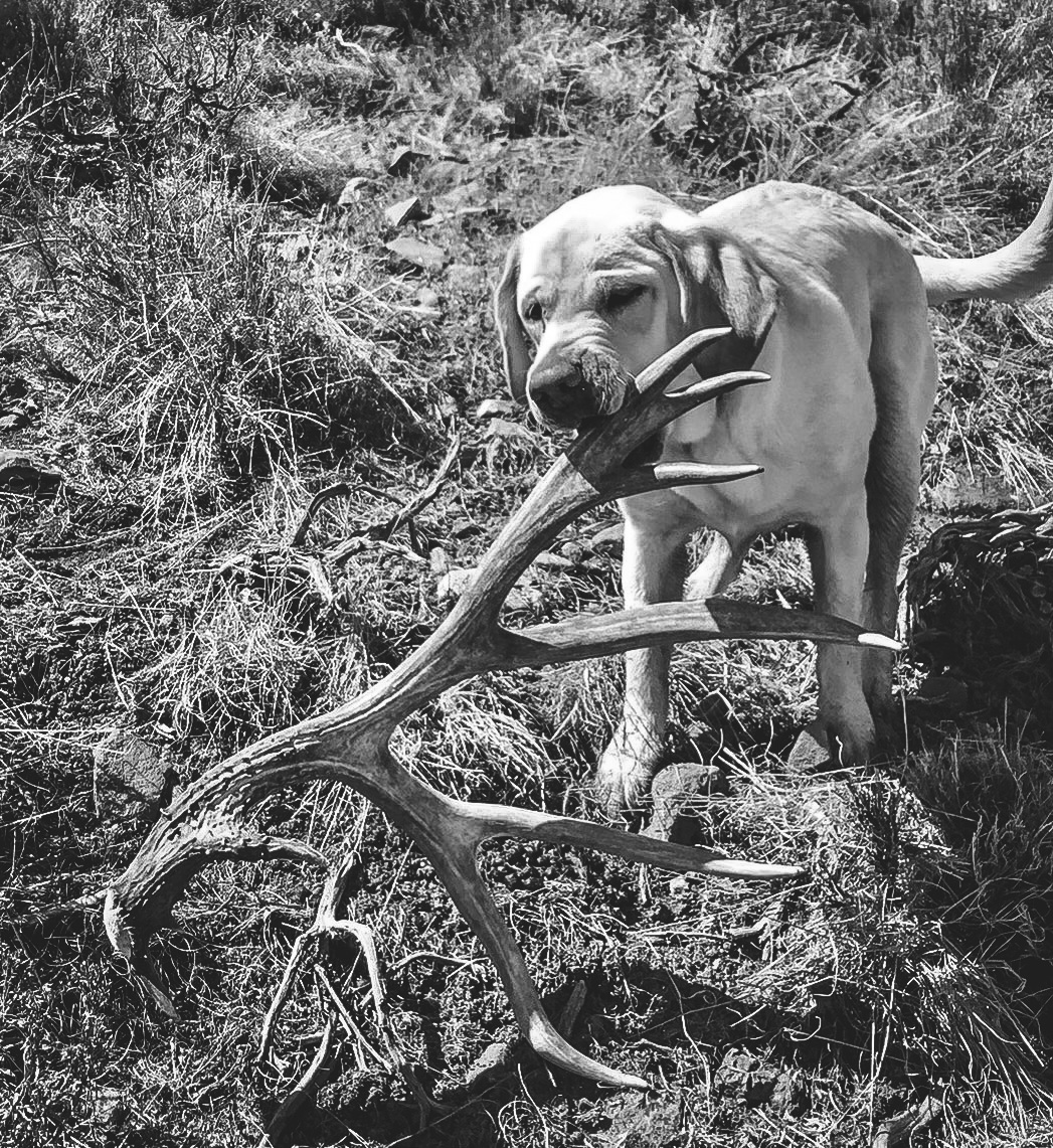 shed hunting