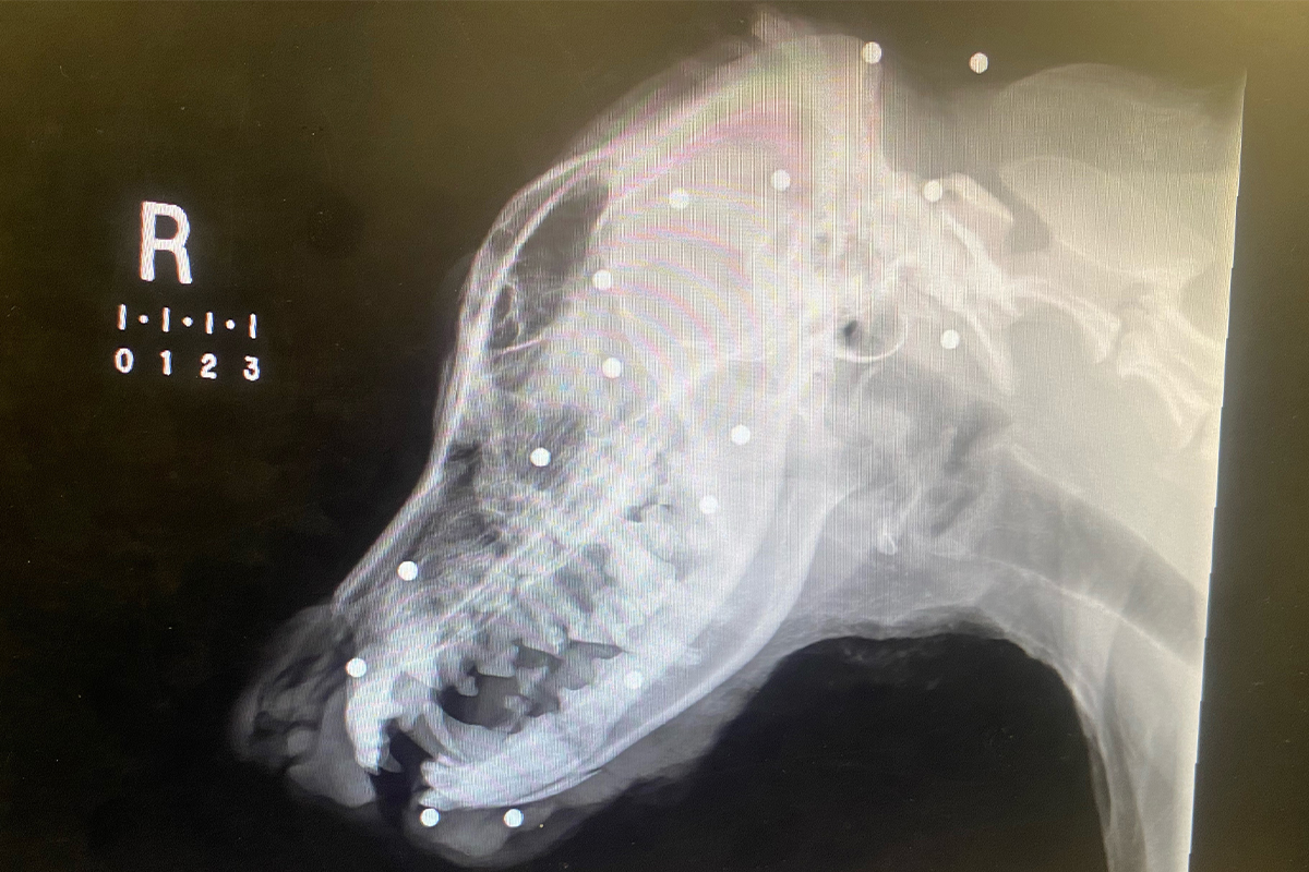 ellie x-ray of pellets underdogs