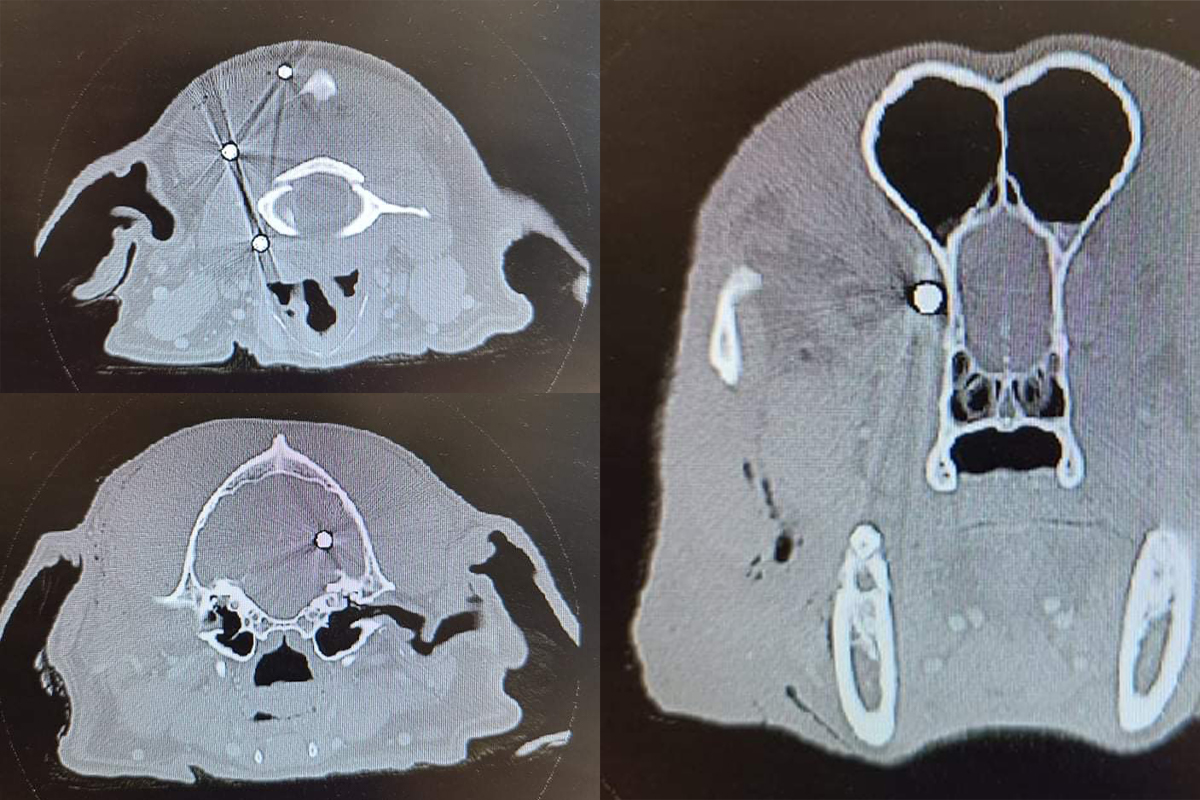 ellie ct scan hunting dogs