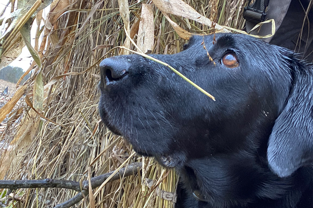 ellie back in the field