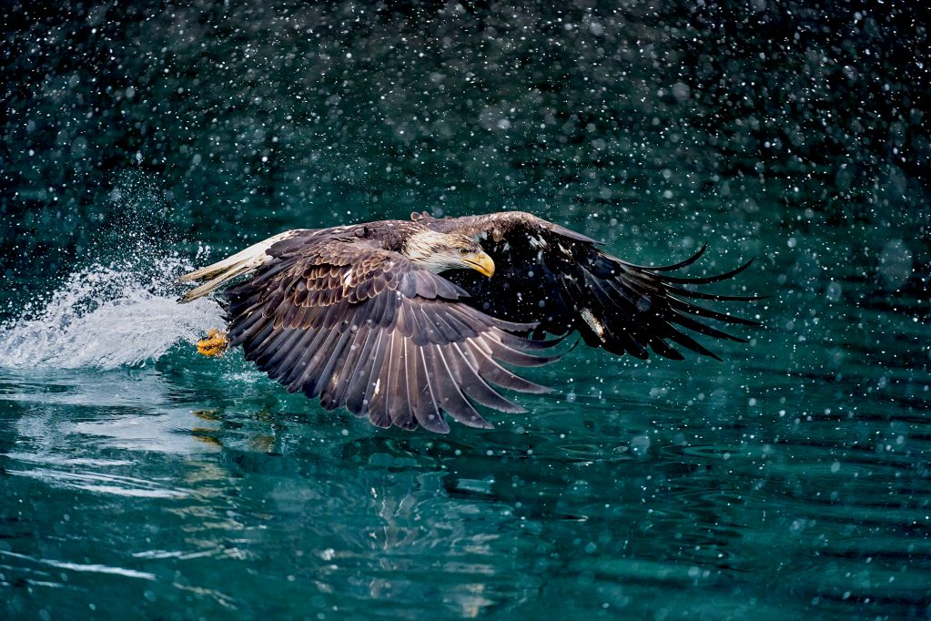 Wild Hunting Tactics: How 7 Apex Predators Do What They Do Best