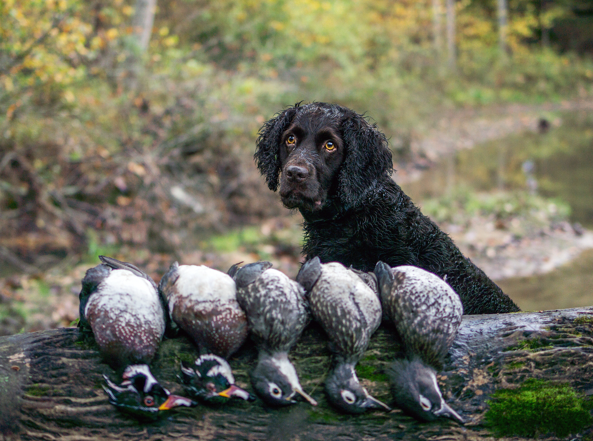 dog and harvest