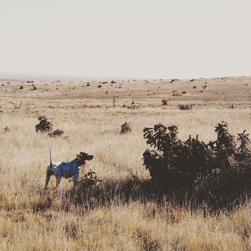 Gepetto in the field hunting dogs