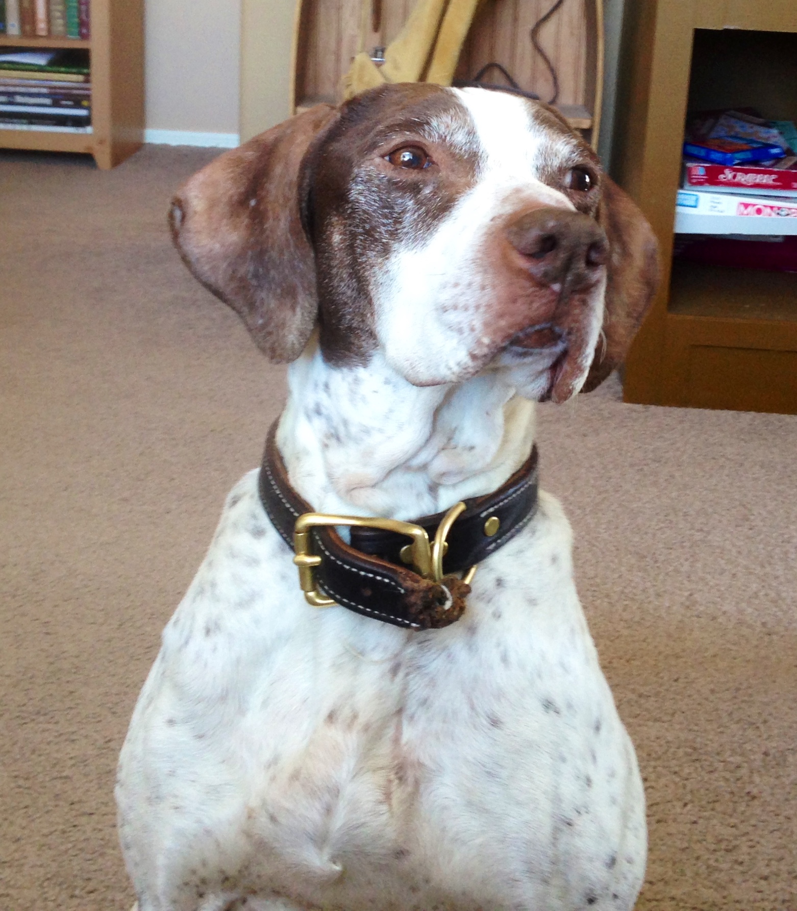 gepetto english pointer hunting dogs