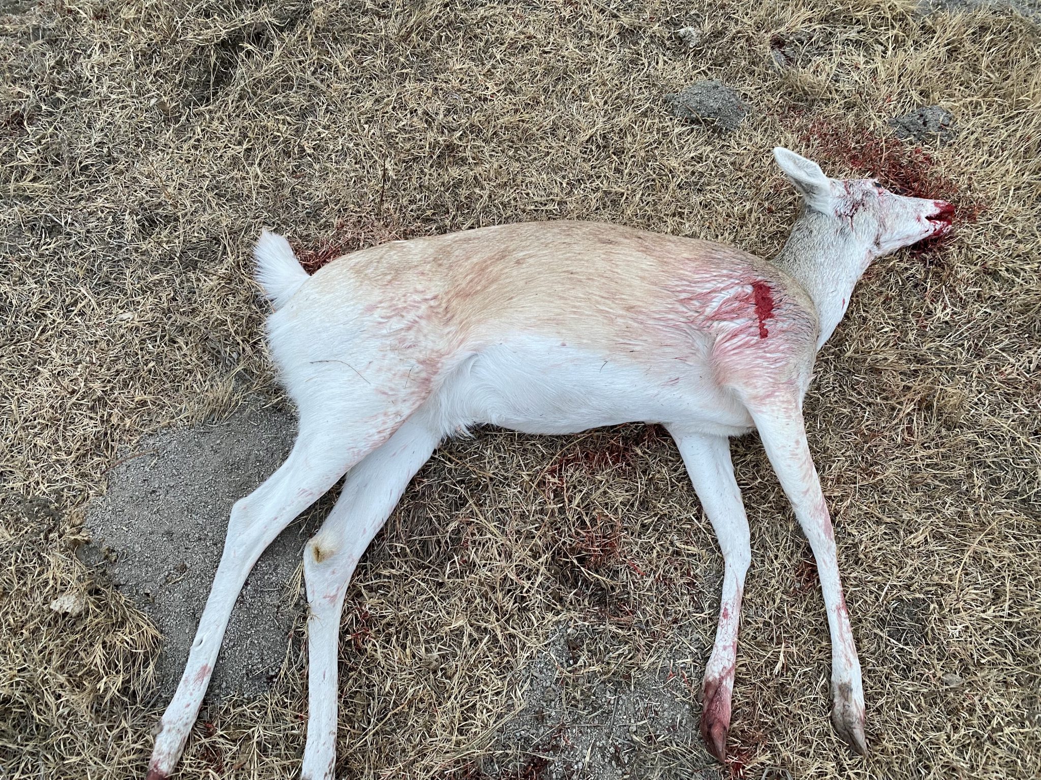 albino deer