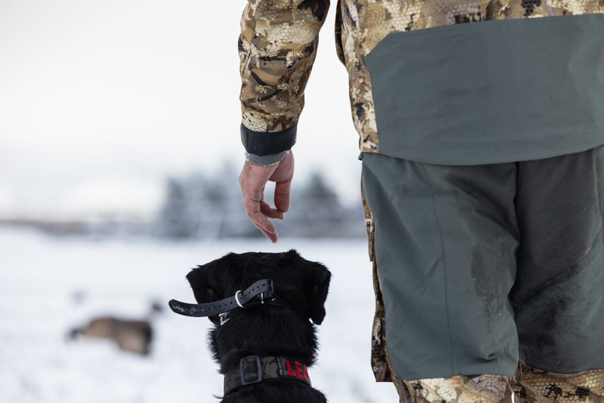 lead and davis hunting dogs