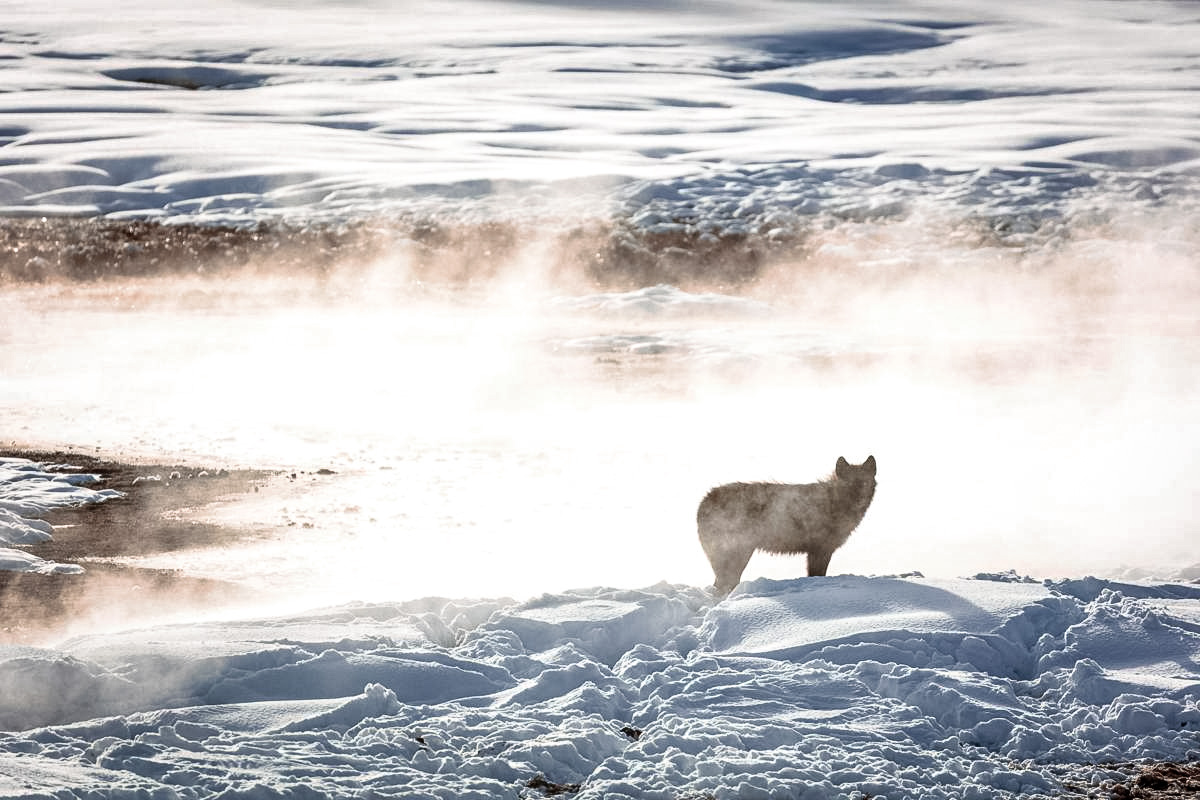 lone wolf in yellowstone