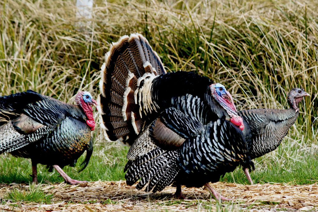 ohio turkey hunting