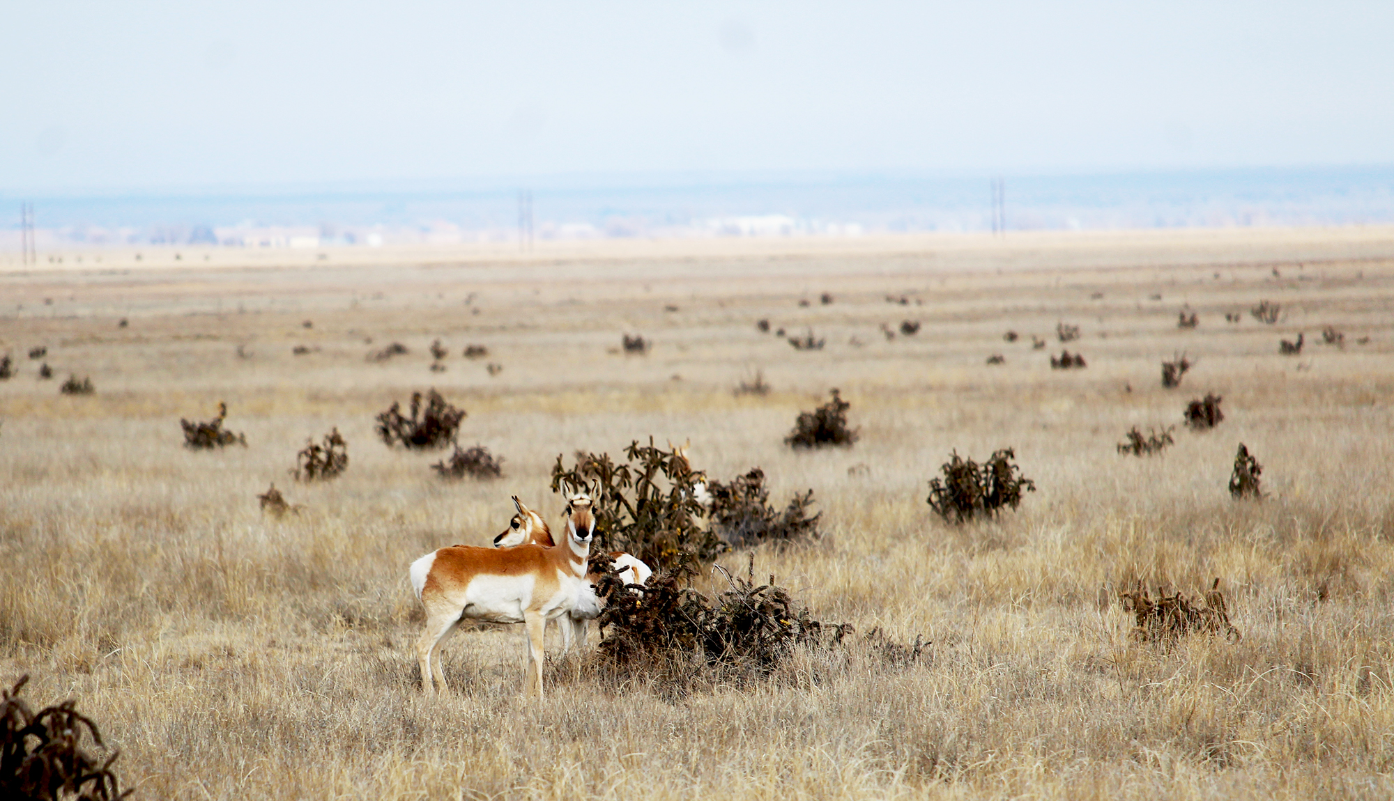 pronghorn
