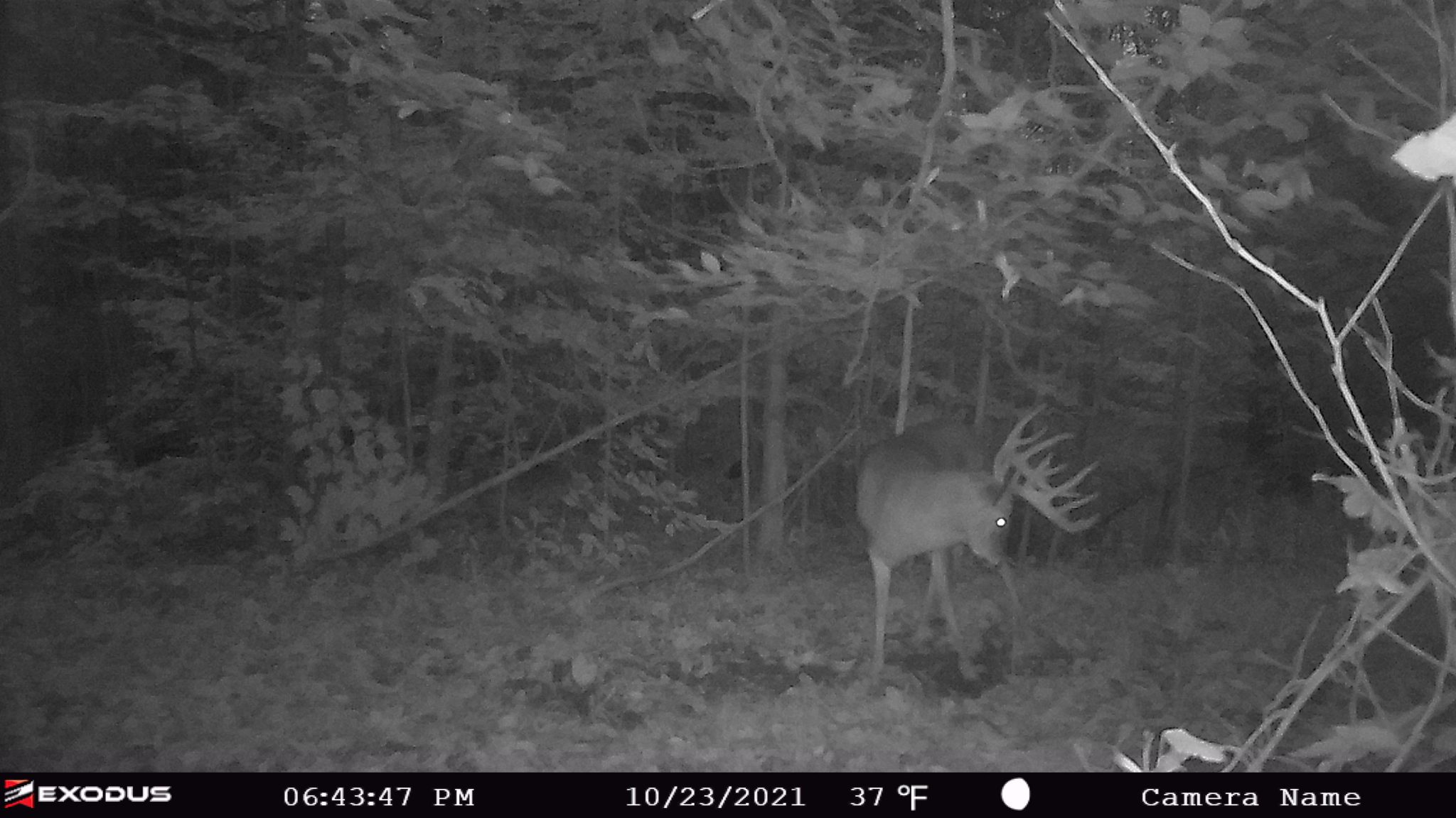 pennsylvania whitetail