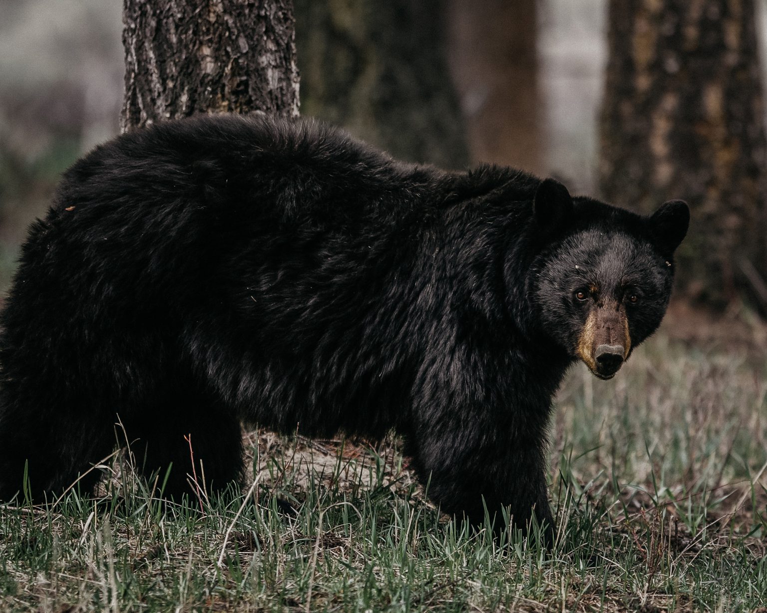 Washington 2022 Spring Bear Hunting Season May Be Resurrected