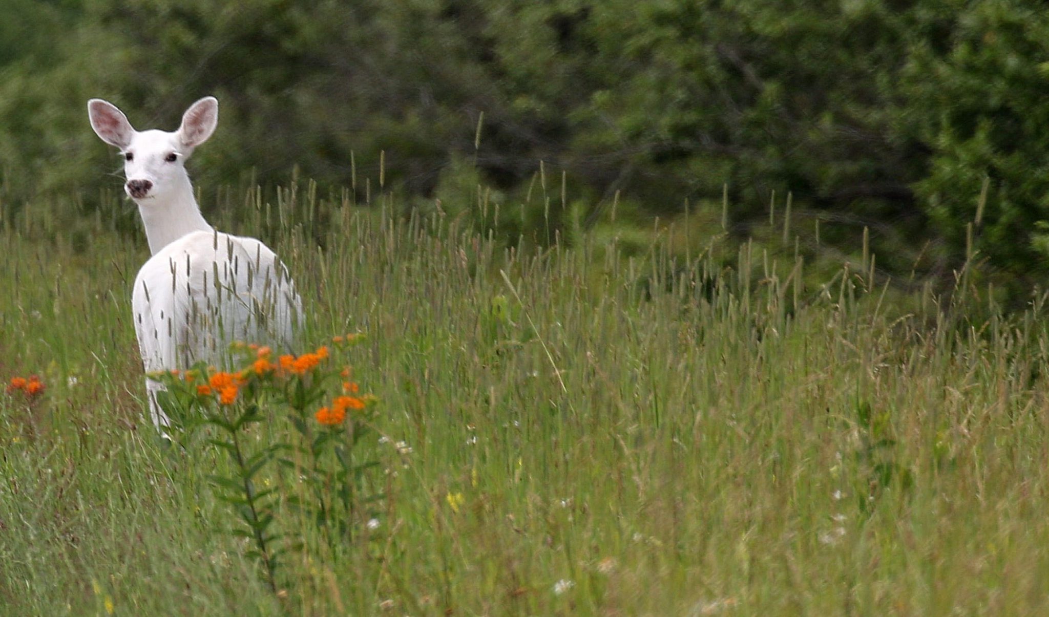 piebald deer white