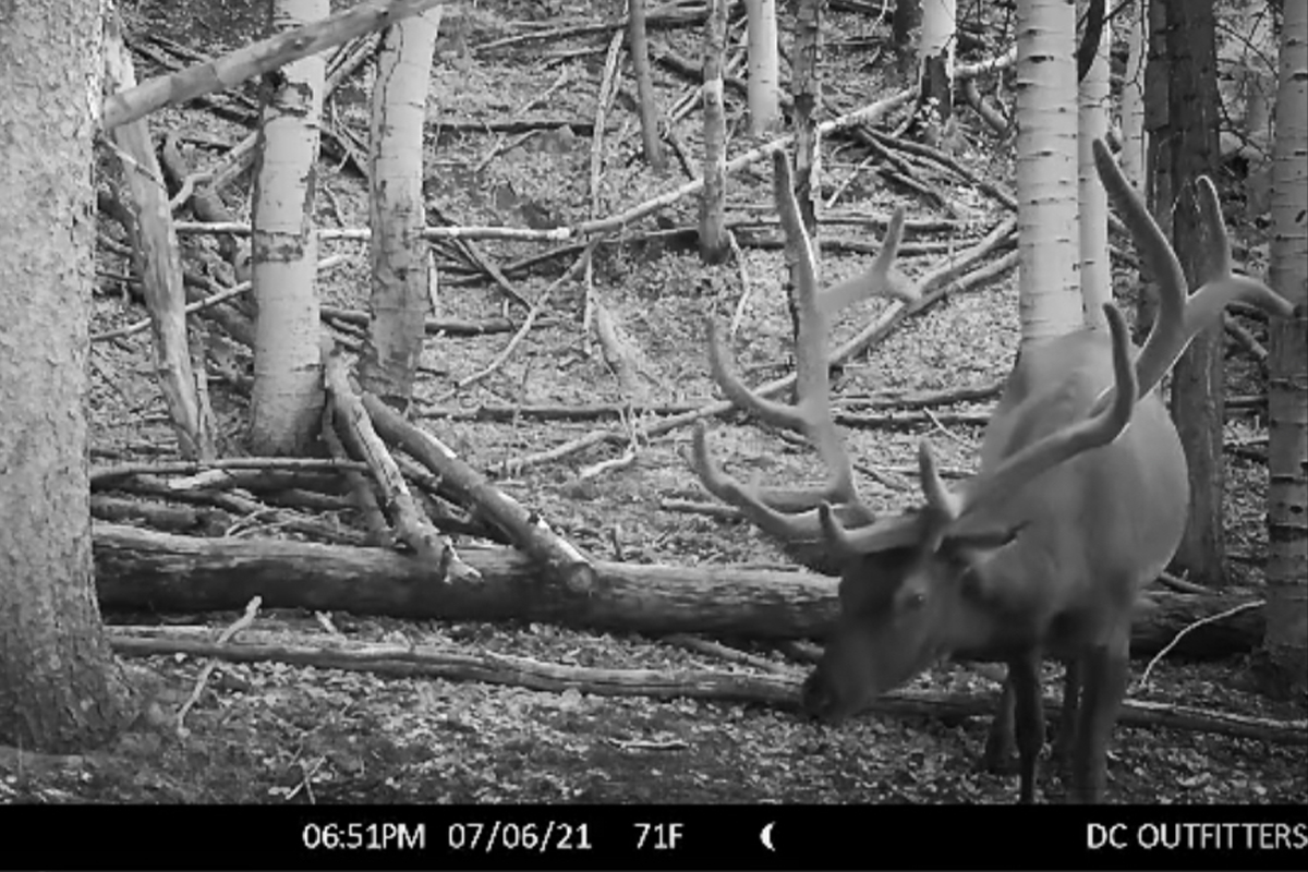 utah wildlife board trail cam ban