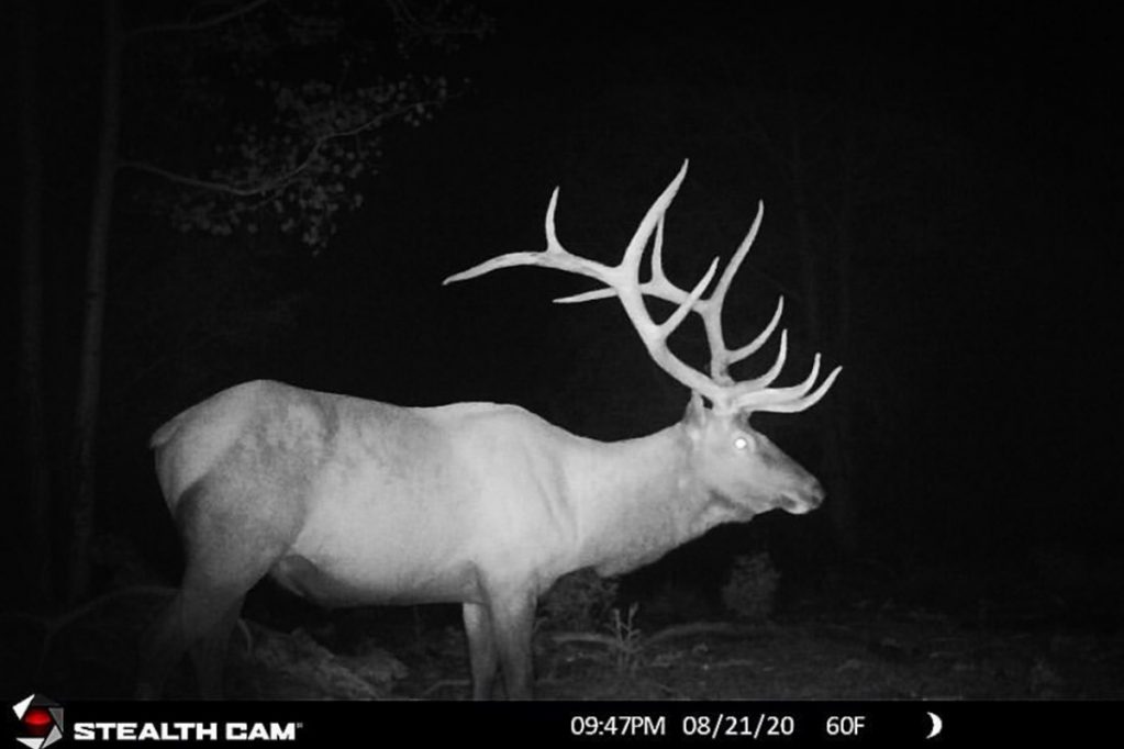 UT elk on trail cam