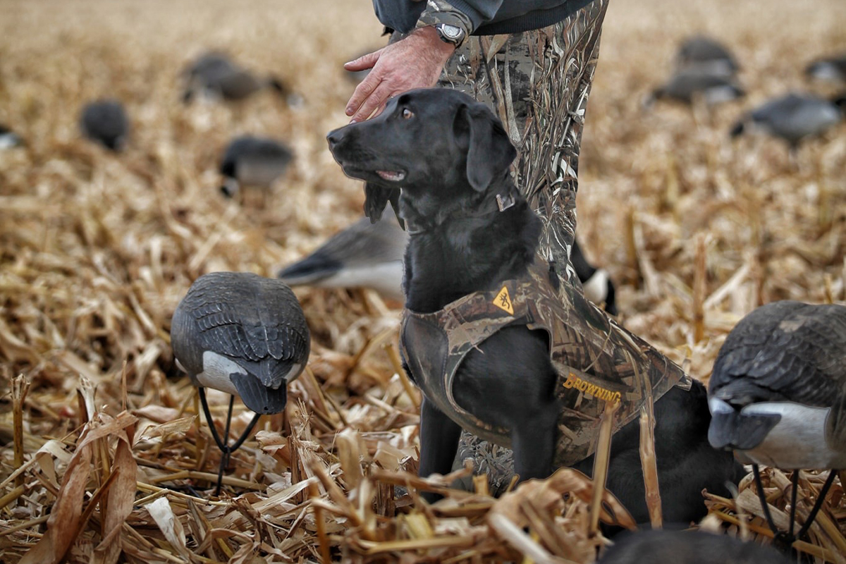 underdogs ellie black lab