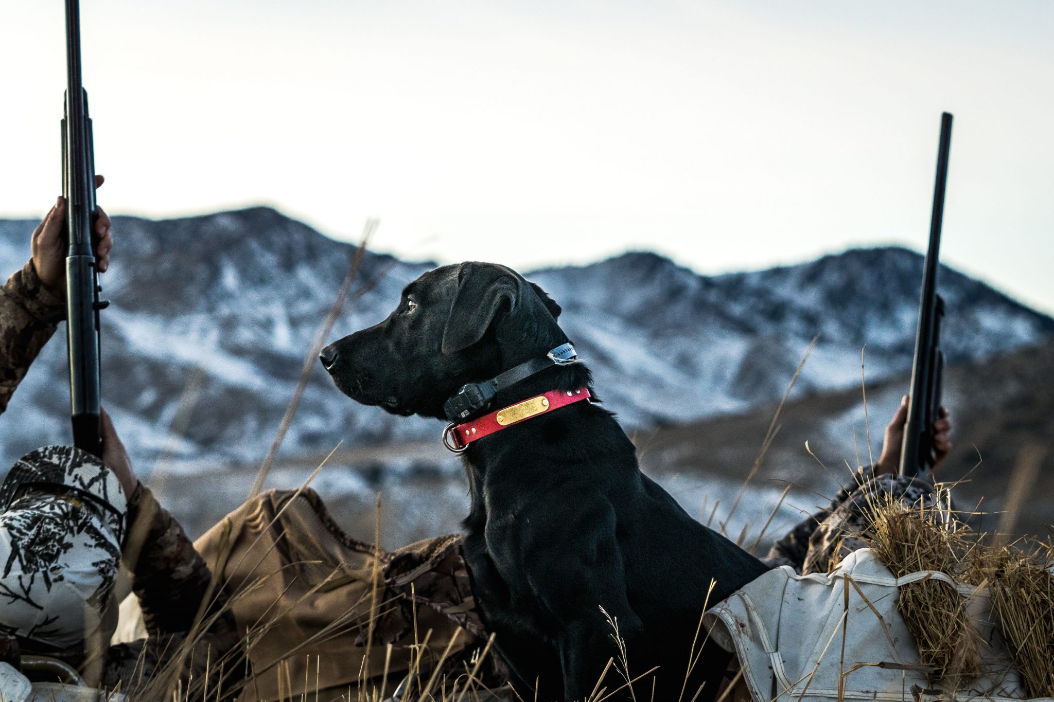 goose hunting