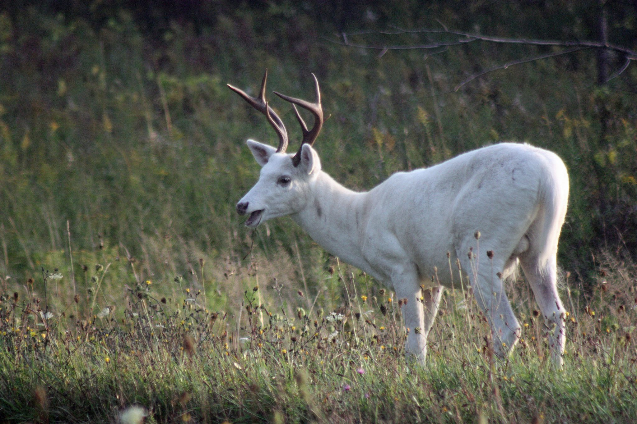 Piebald Mule Deer