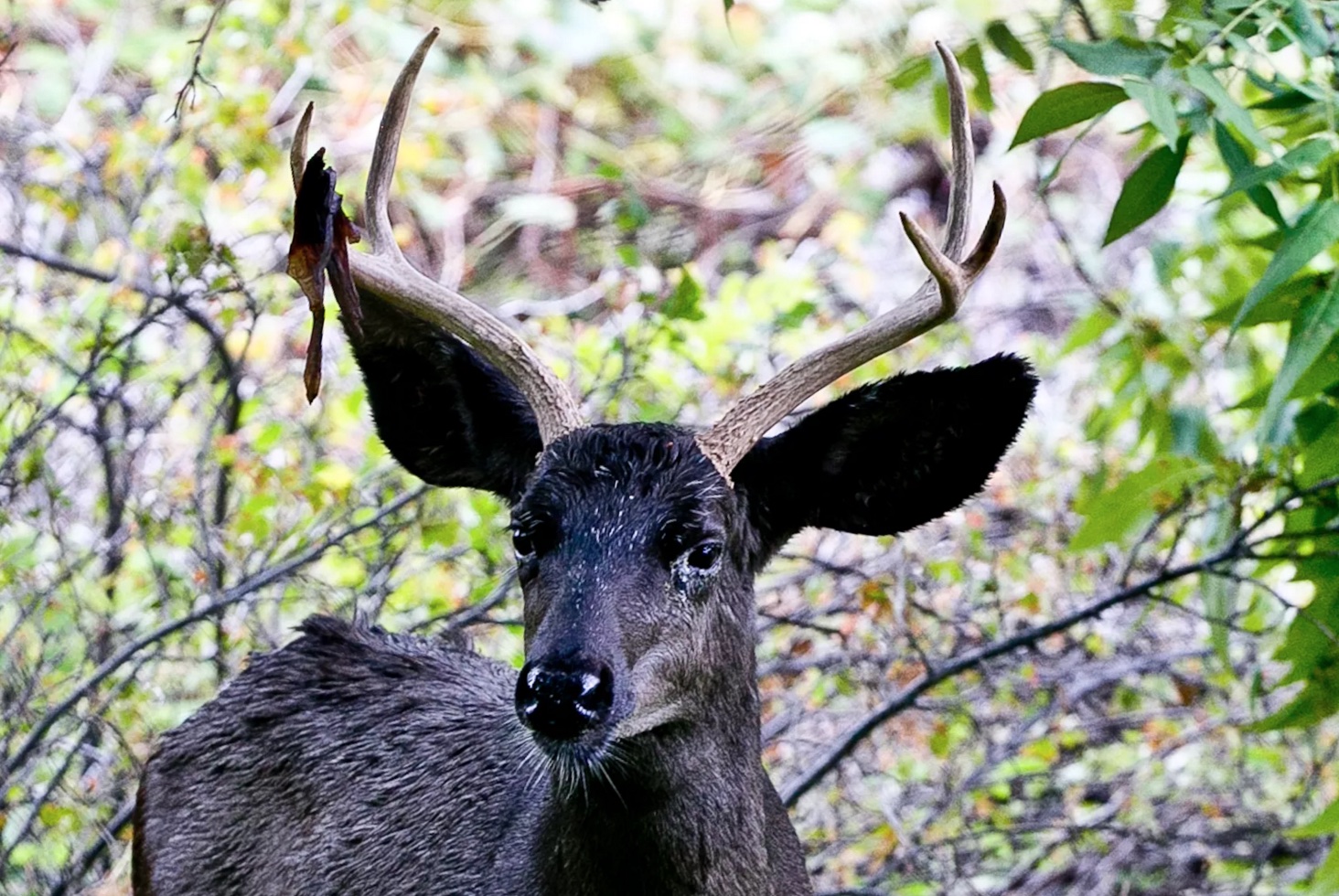 melanistic deer