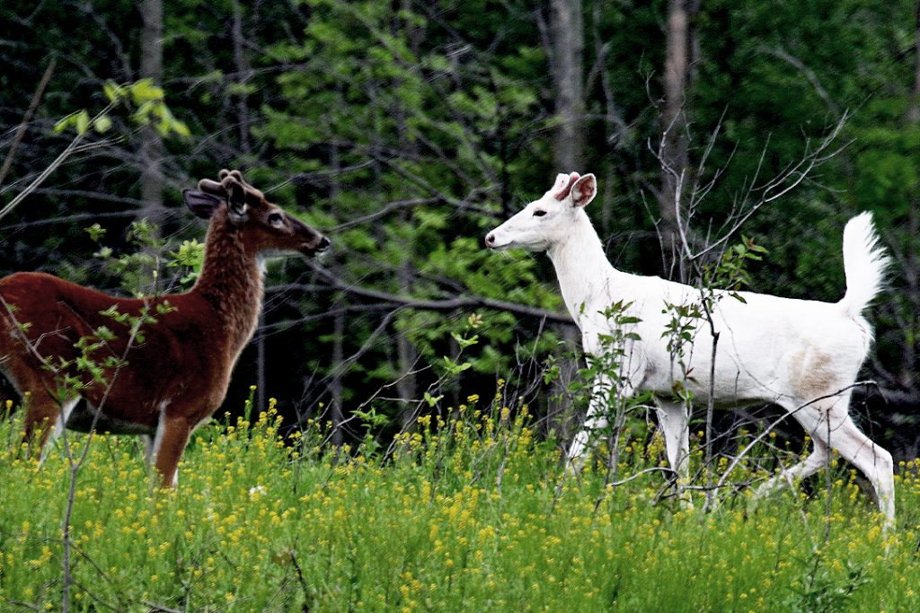 Hunter Ed Piebald Deer and Other Whitetail Anomalies