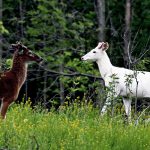 piebald deer
