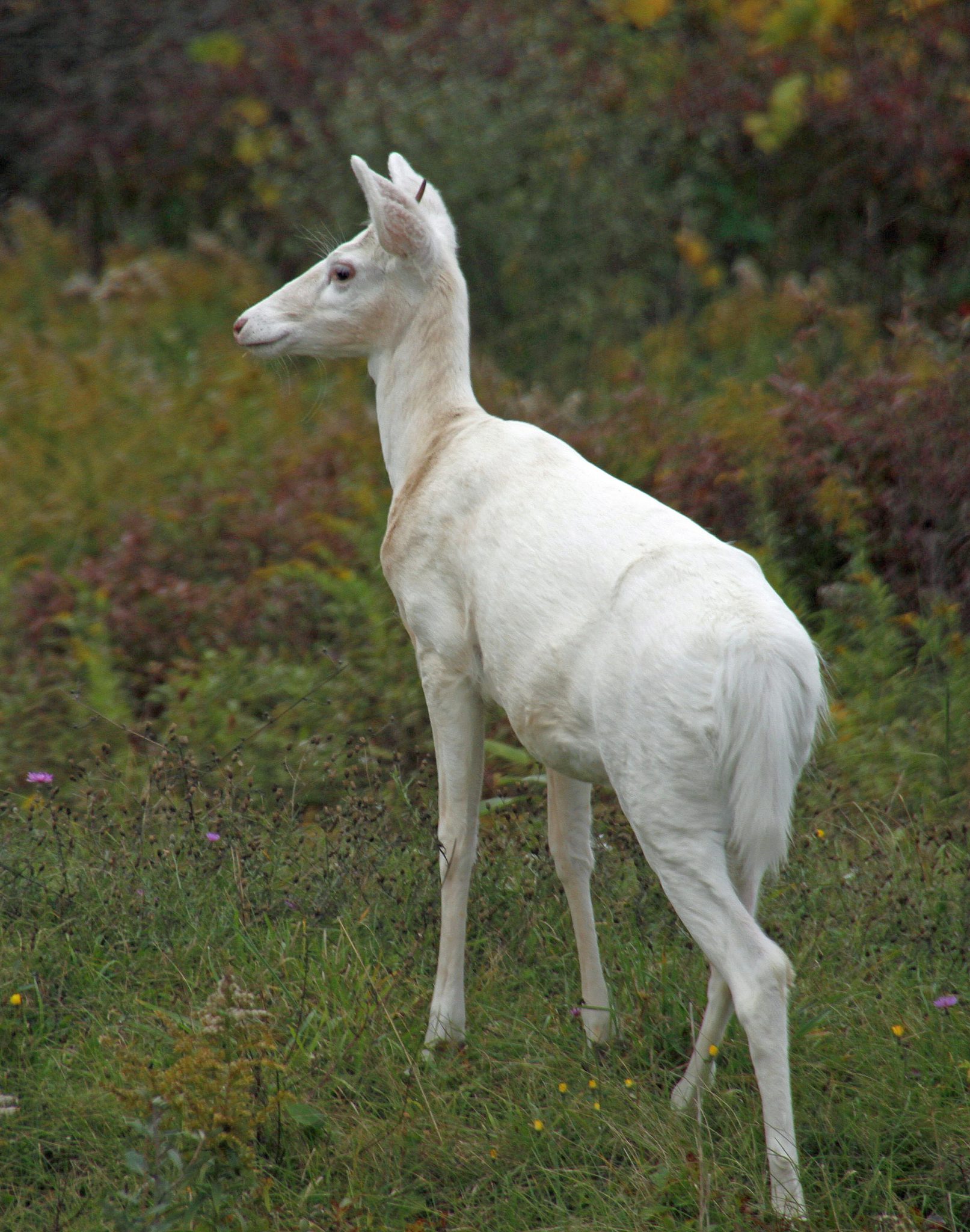 unicorn whitetail