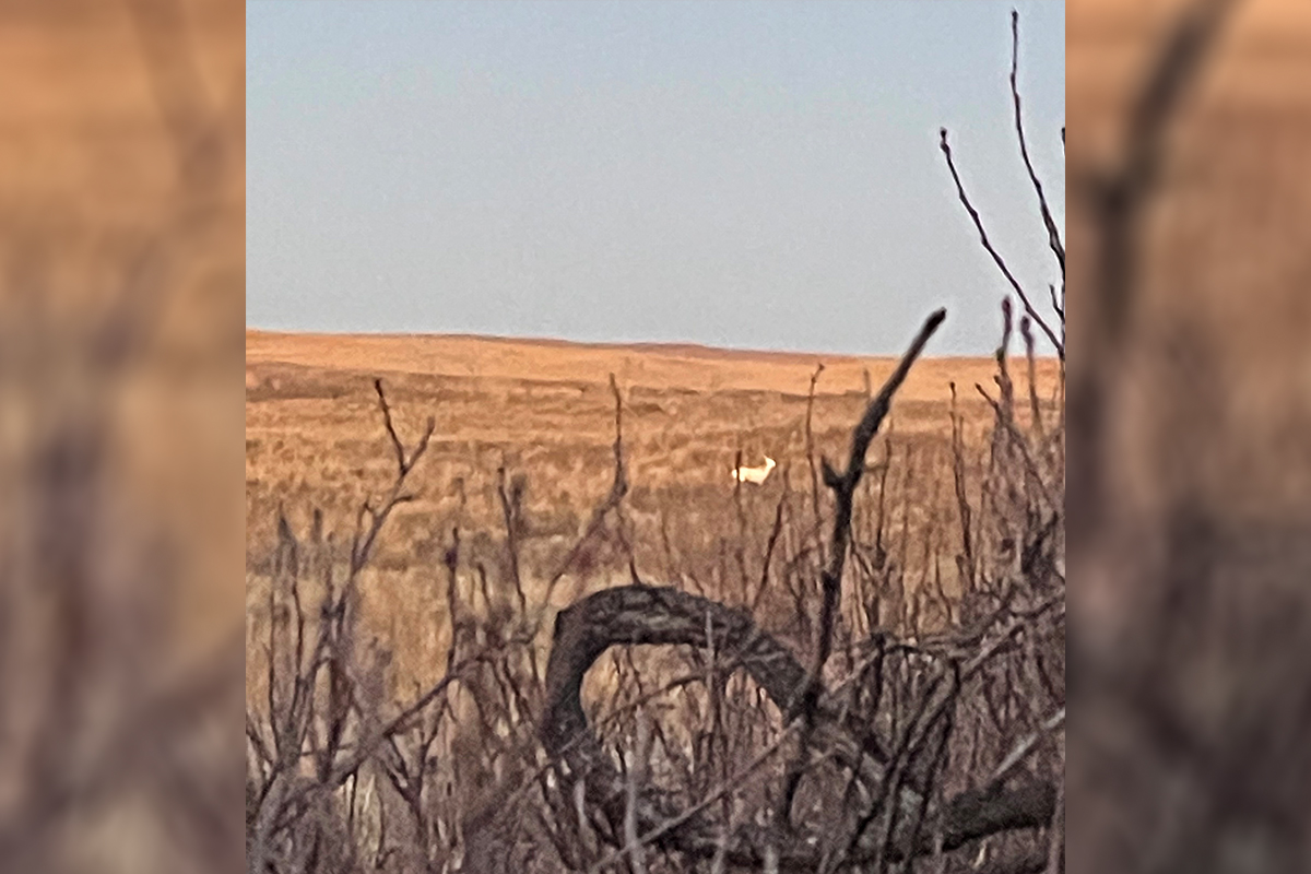 white deer in field