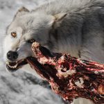 wolf hunting