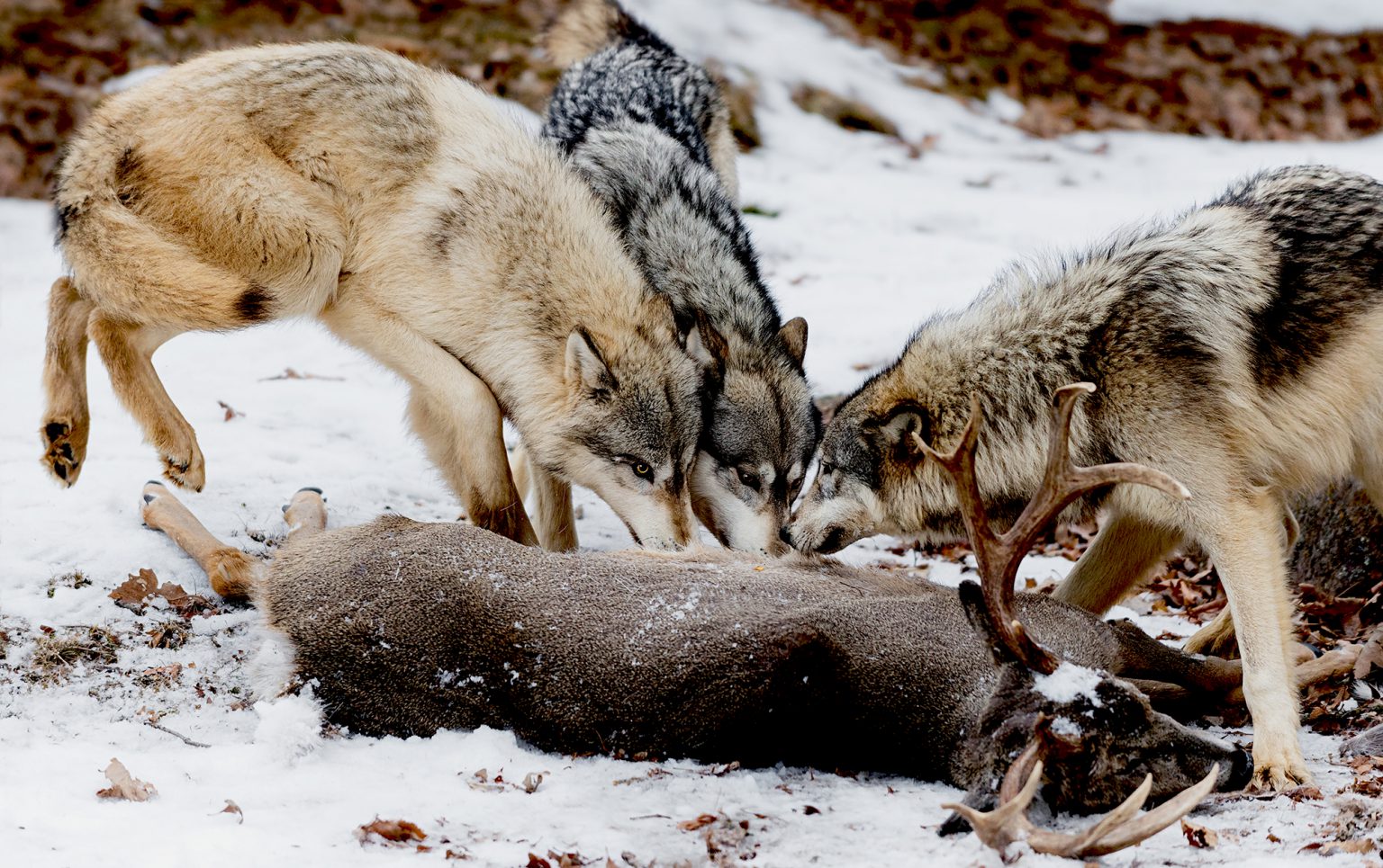 Wild Hunting Tactics: How 7 Apex Predators Do What They Do Best