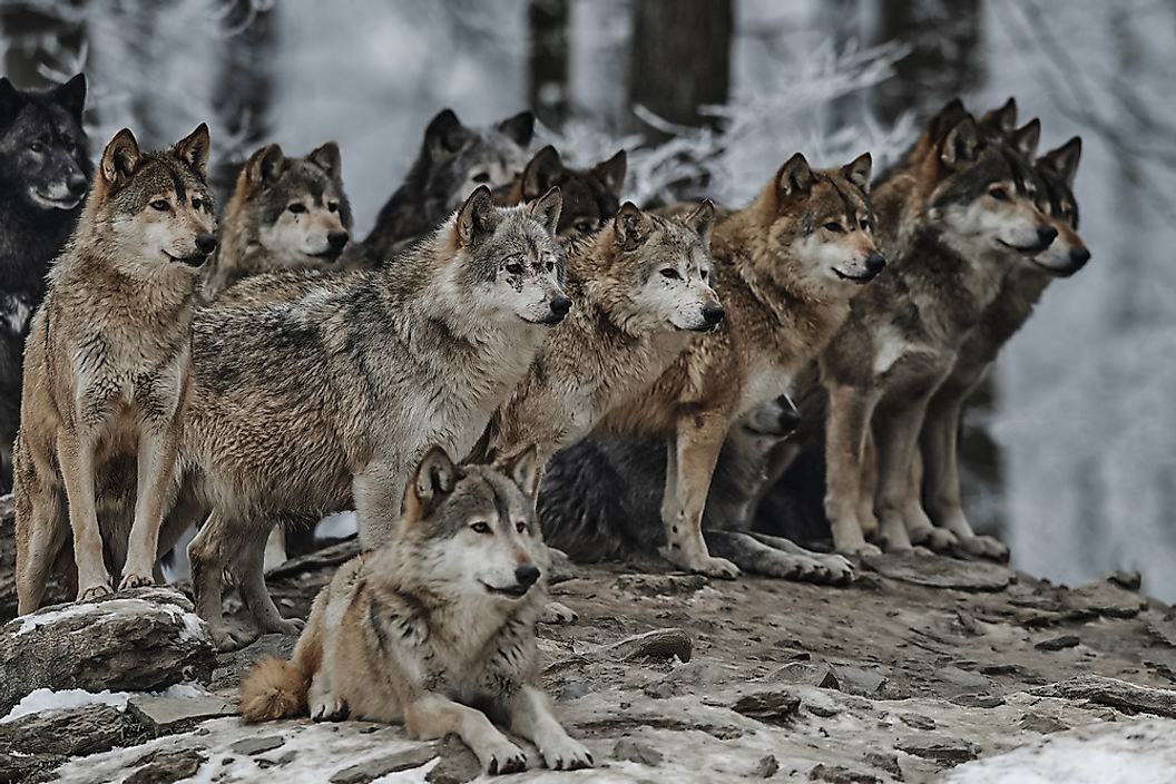 gray wolves recovered