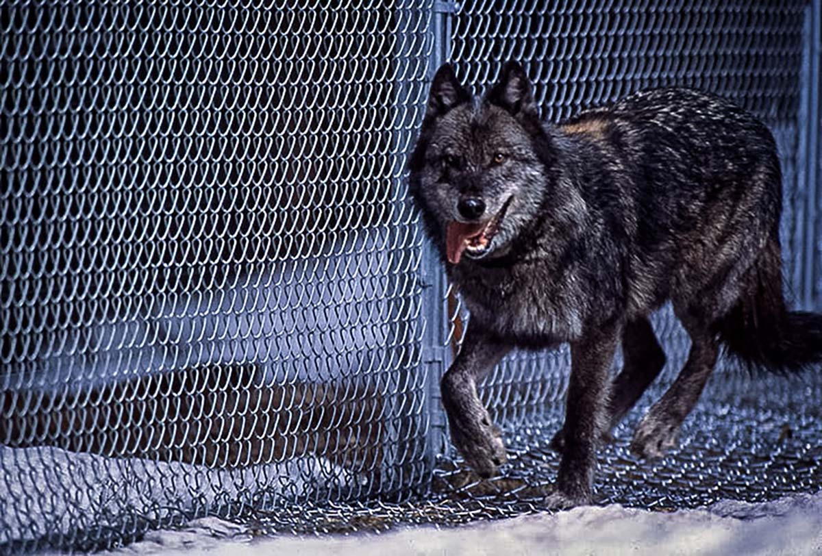 wolf reintroduction