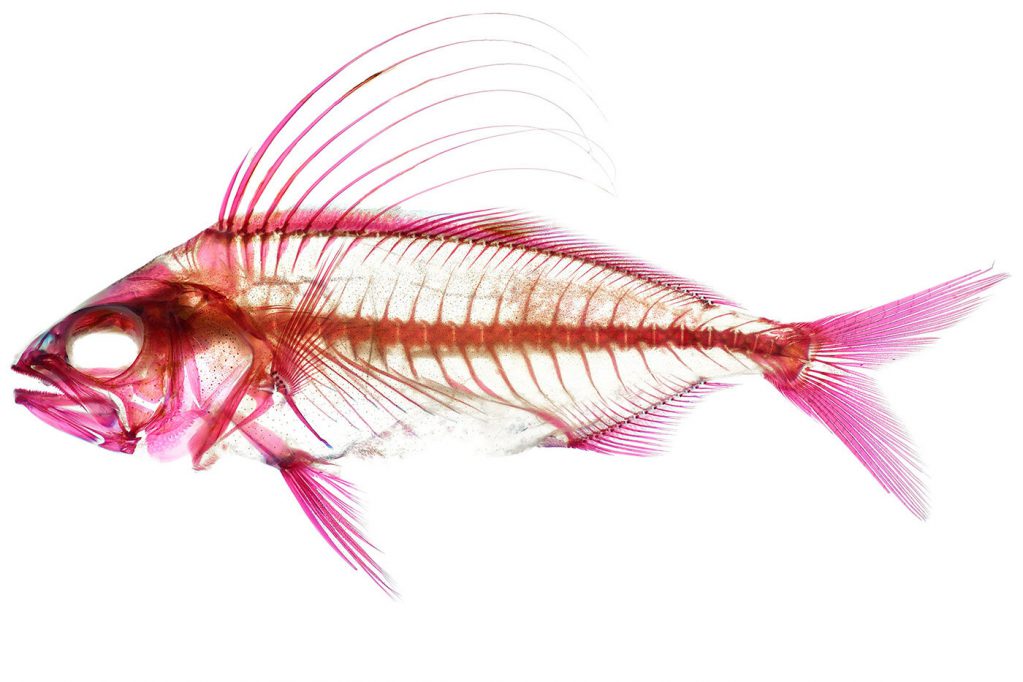 Rooster Fish: Get Tropical and Be Ready for a Fight