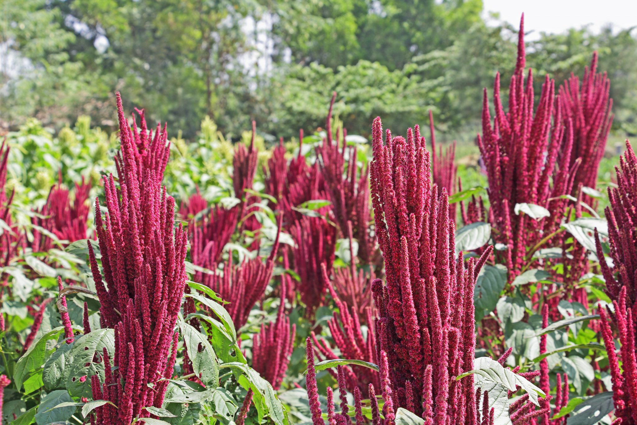 edible plants