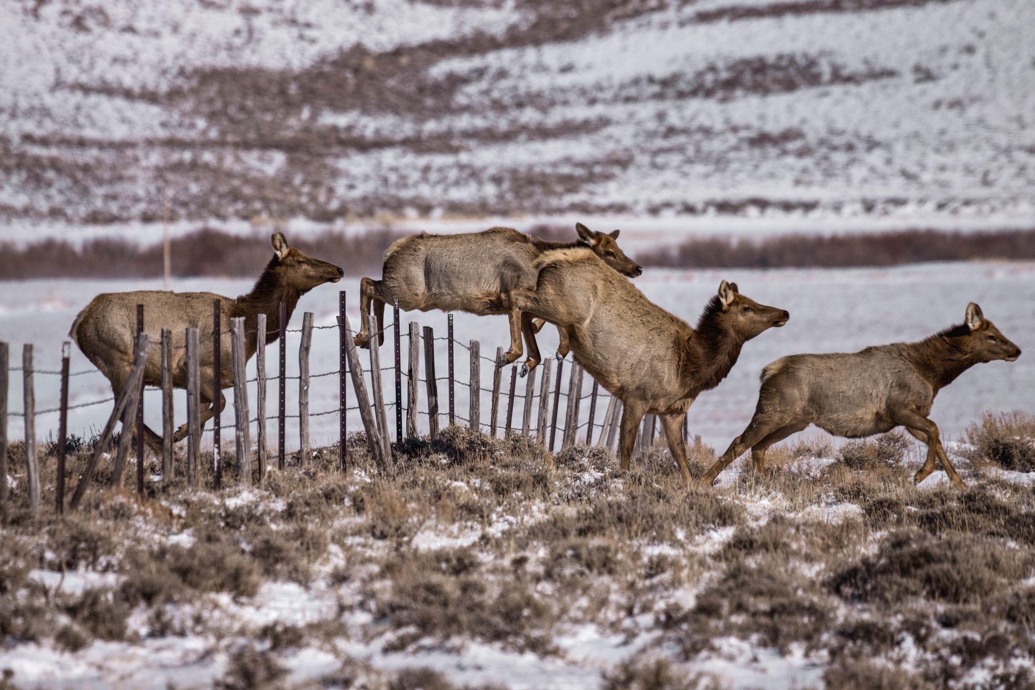 utah private land elk hunts