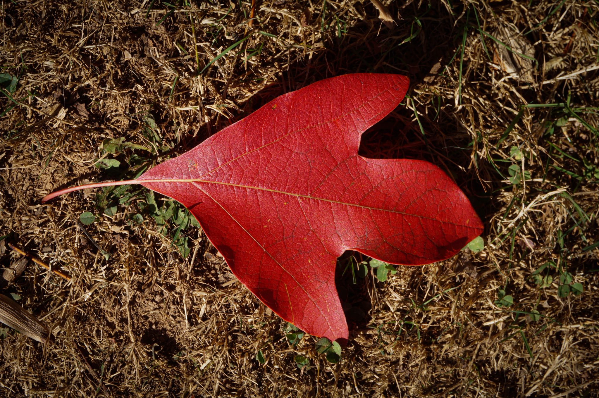 edible plants sassafras