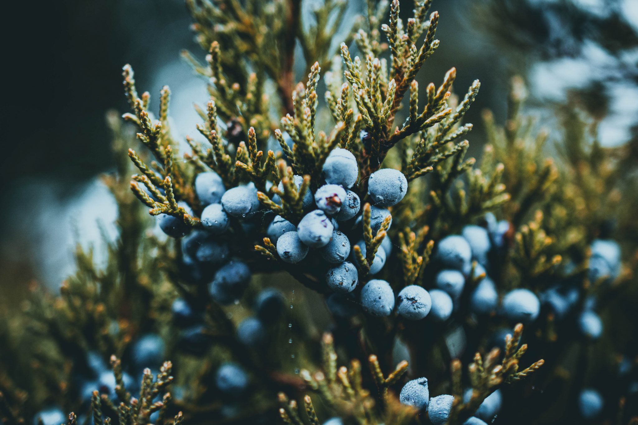 Juniper berries