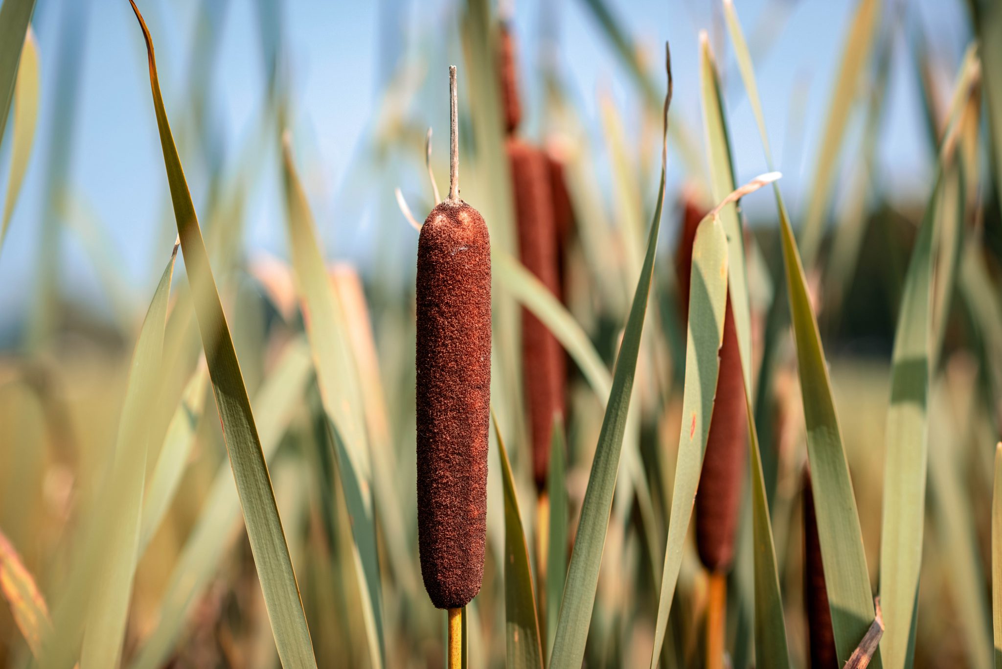 cattails edible plants