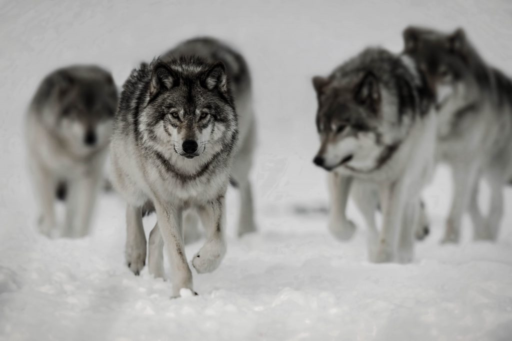 Wolves on the hunt