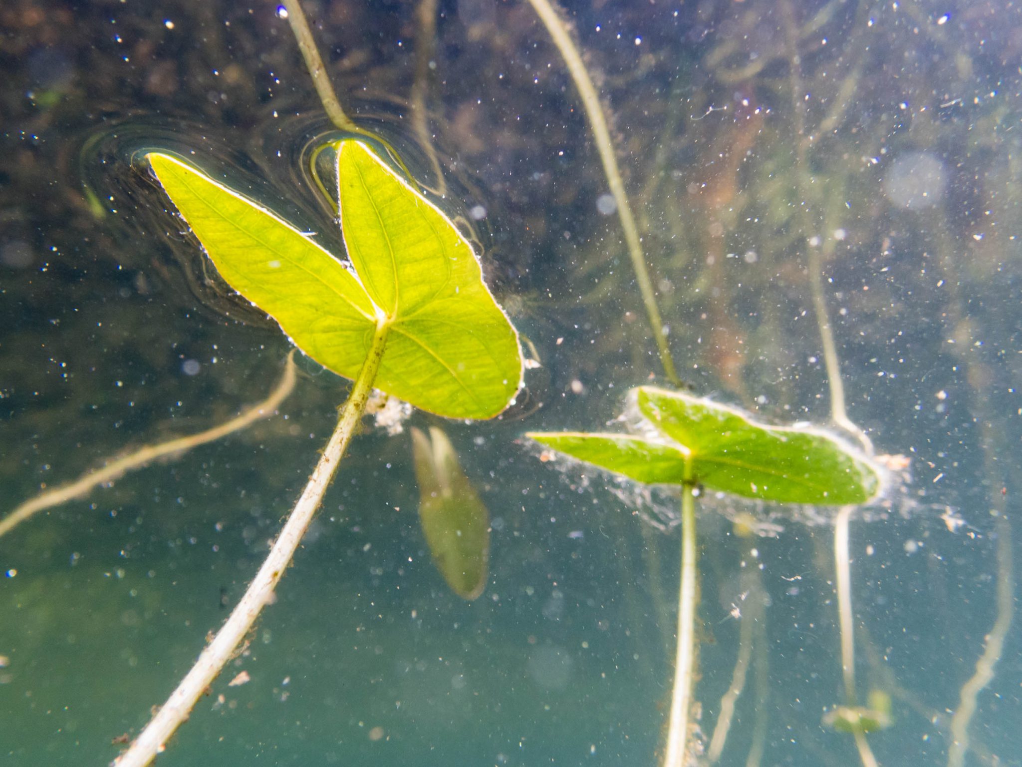 arrowhead plant